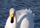 WHOOPER SWAN  WHOOPER SWAN